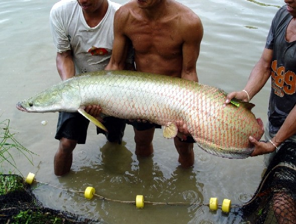 Paiche in Amazonien